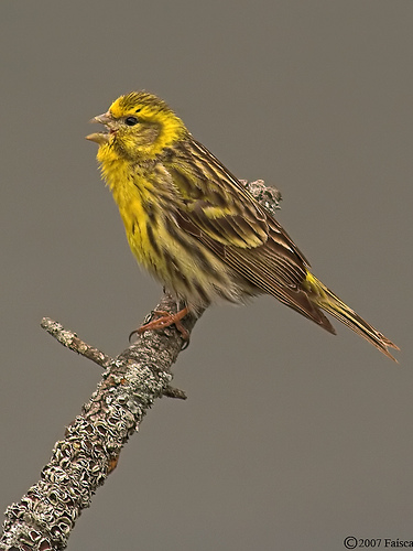 Serinus serinus (European) Serin Verdecillo Serín