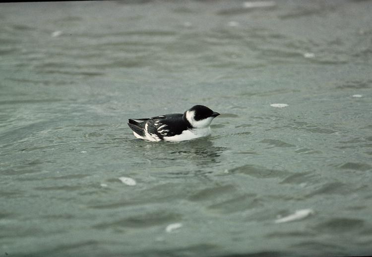 Alle alle Little auk Mérgulo marino / Mérgulo Atlántico