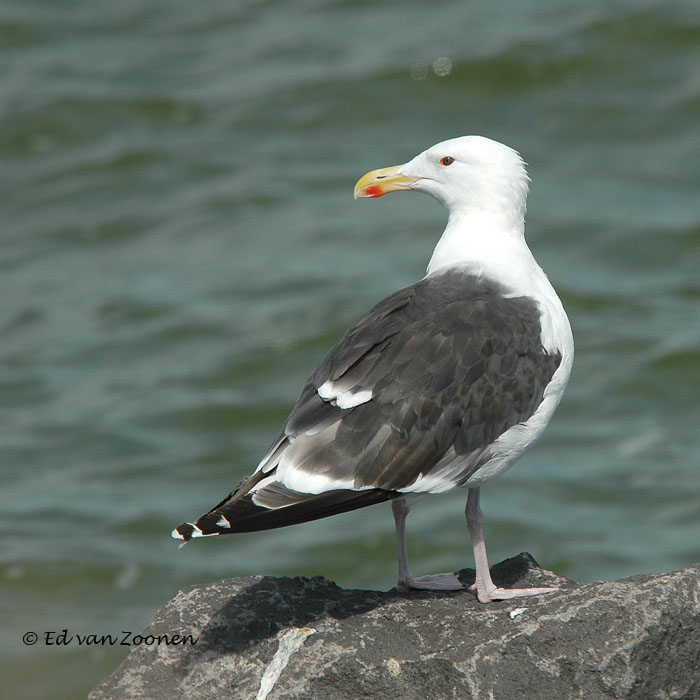 Larus marinus Great(er) Black-backed Gull Gavión Atlántico